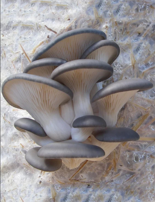 Pleurote gris